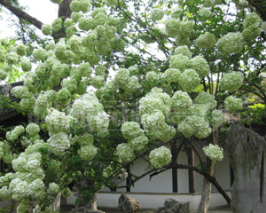 無(wú)錫日式滴水花園綠化